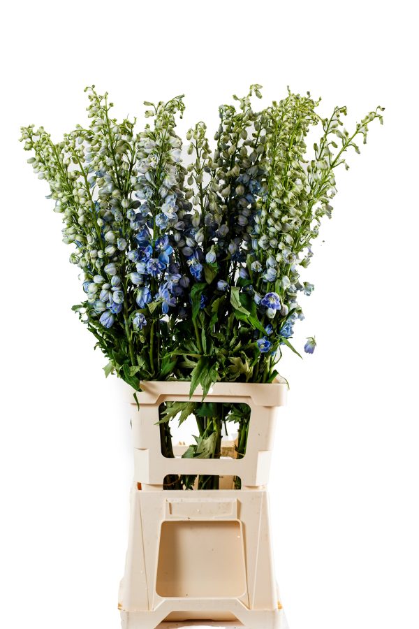 Delphinium light blue - 80