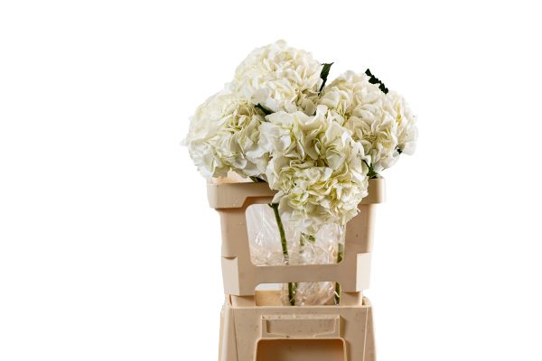 Hydrangea Ice Age White K