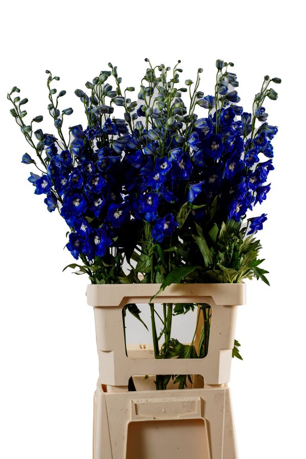 Delphinium Dark blue - 80