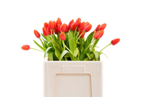 Tulip Red