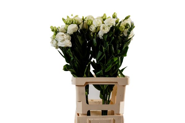 Lisianthus Eustoma White K