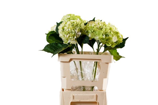 Hydrangea Antique Green K